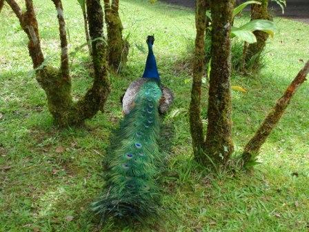 zoo peacock Hilo
